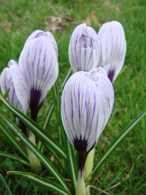 Crocus vernus 'King of the Striped'
